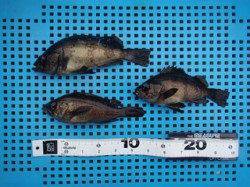 平磯海づり公園でメバル　シラサエビのウキ釣りにて