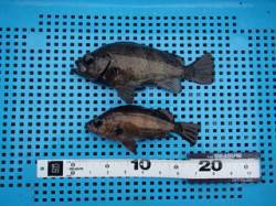 平磯海づり公園のメバル釣果