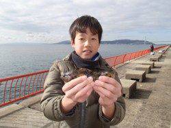 平磯海づり公園、シラサの胴突仕掛けでアイナメをゲット