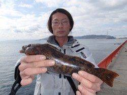 【9日】平磯海づり公園、投げ釣りでアイナメ32cm