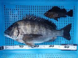 平磯海釣り公園　ウキ釣りでチヌ＆メバルの釣…