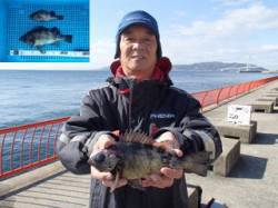 平磯海づり公園、ウキ釣りで良型メバルも♪