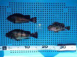 平磯海づり公園、落とし込みの根魚釣果