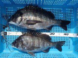 平磯海づり公園で良型チヌ2枚！