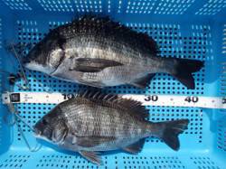 平磯海づり公園で良型チヌ2枚！