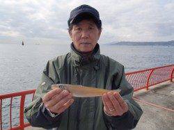 平磯海づり公園20cmオーバーのキス釣れています！