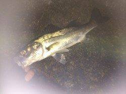 中島埠頭でメバリング、楽しいライトゲームでした