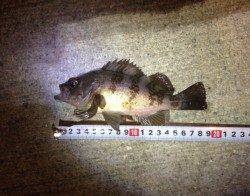 深日漁港のアジングでアジとメバルが釣れました♪