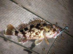 ポカポカ陽気一転極寒の釣り、ガシラでボーズは免れました