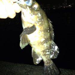 潮止まり狙いで1時間勝負のメバリング