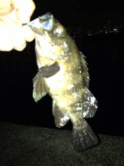 潮止まり狙いで1時間勝負のメバリング