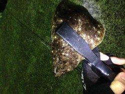 下津付近でガシラ狙い