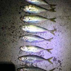 田辺でアジング〜縦のアクションに反応あり