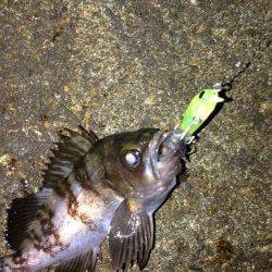 プラグOnlyでメバリング♪ 数投ごとに当たりが連発！