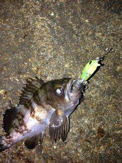 プラグOnlyでメバリング♪ 数投ごとに当たりが連発！