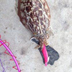 雑賀崎でエギング、コウイカ2ハイ釣れました！