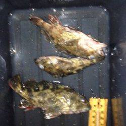 エビをしつこく撒いてガシラをキャッチ