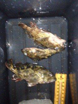 エビをしつこく撒いてガシラをキャッチ