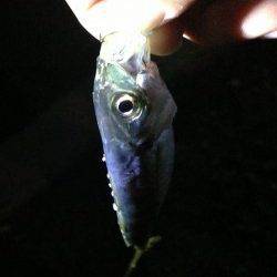 爆風の中小さなアタリでアジ、深日漁港でアジング