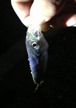 爆風の中小さなアタリでアジ、深日漁港でアジング