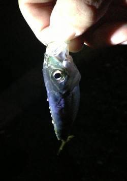 爆風の中小さなアタリでアジ、深日漁港でアジ…