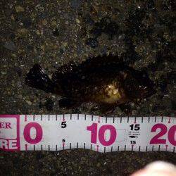 ポーアイでガシリング、ガシラとタケノコメバルの釣果