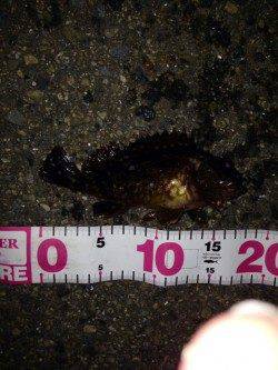 ポーアイでガシリング、ガシラとタケノコメバルの釣果