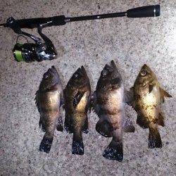 垂水でメバリング、アフターから少しずつ回復？