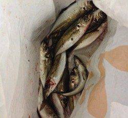 日置川アジング〜さすが南紀！ 水中には小アジの群れ♪