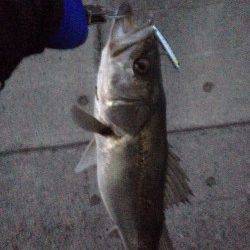 洲本でシーバス、開始10分できました！