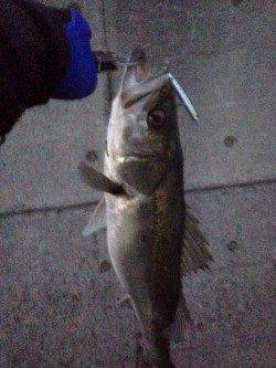 洲本でシーバス、開始10分できました！