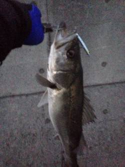 洲本でシーバス、開始10分できました！