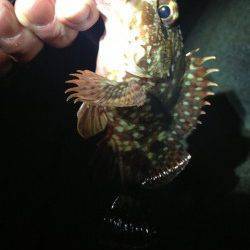 垂水でメバリング、ガシラとメバルの釣果