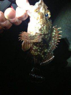 垂水でメバリング、ガシラとメバルの釣果