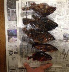 テトラの中を丹念に探り爆釣〜淡路島でロックフィッシュ