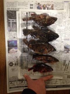 テトラの中を丹念に探り爆釣〜淡路島でロックフィッシュ