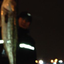 エラ洗いでバラし2連発の後に72cm! 淀川シーバス