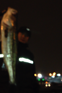 エラ洗いでバラし2連発の後に72cm! 淀川シーバス