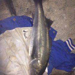 洲本でシーバス、開始10分できました！