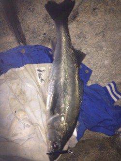 洲本でシーバス、開始10分できました！