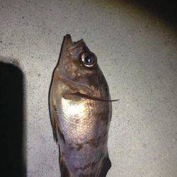 垂水でメバリング、ガシラとメバルの釣果