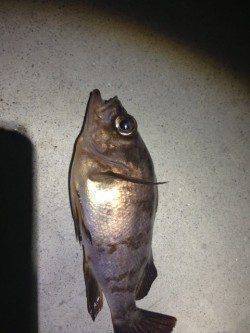 垂水でメバリング、ガシラとメバルの釣果