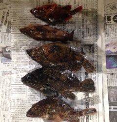 テトラの中を丹念に探り爆釣〜淡路島でロックフィッシュ