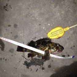 エビをしつこく撒いてガシラをキャッチ