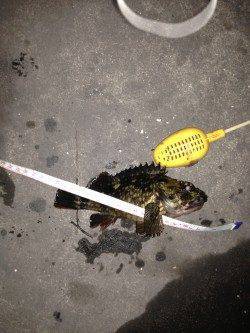 エビをしつこく撒いてガシラをキャッチ