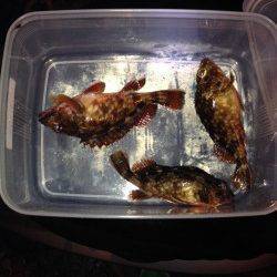 垂水漁港　大潮に期待のガシリング釣行