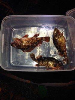 垂水漁港　大潮に期待のガシリング釣行