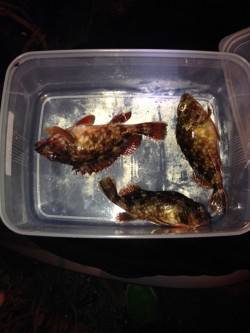 垂水漁港　大潮に期待のガシリング釣行