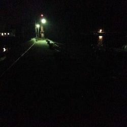 下津周辺の漁港、ガシラ調査