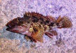 2時間の短期決戦で小島漁港へガシリング釣行